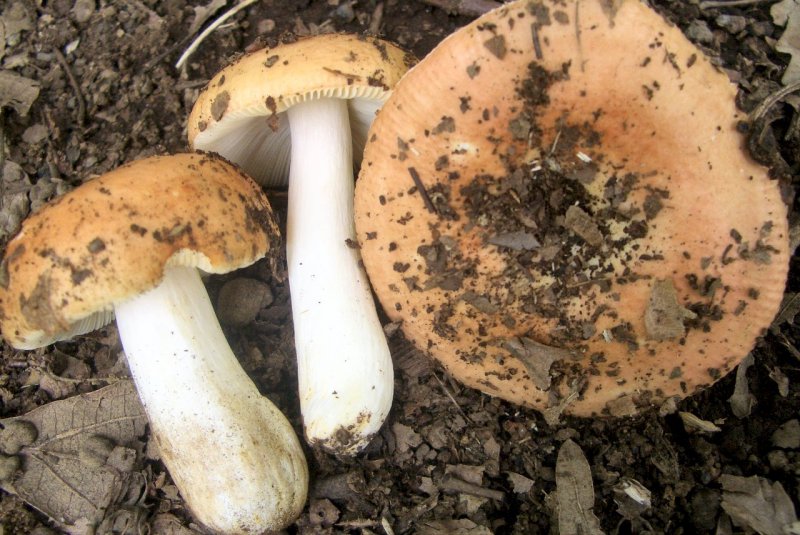 Russula da determinare 2